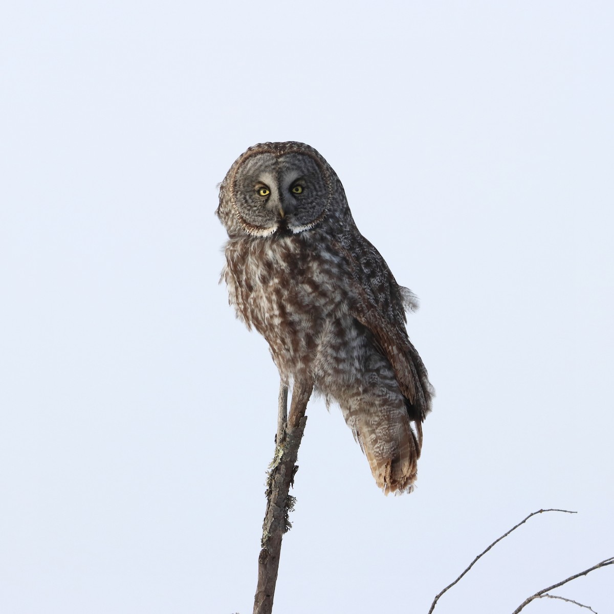 Сова бородата - ML630127564