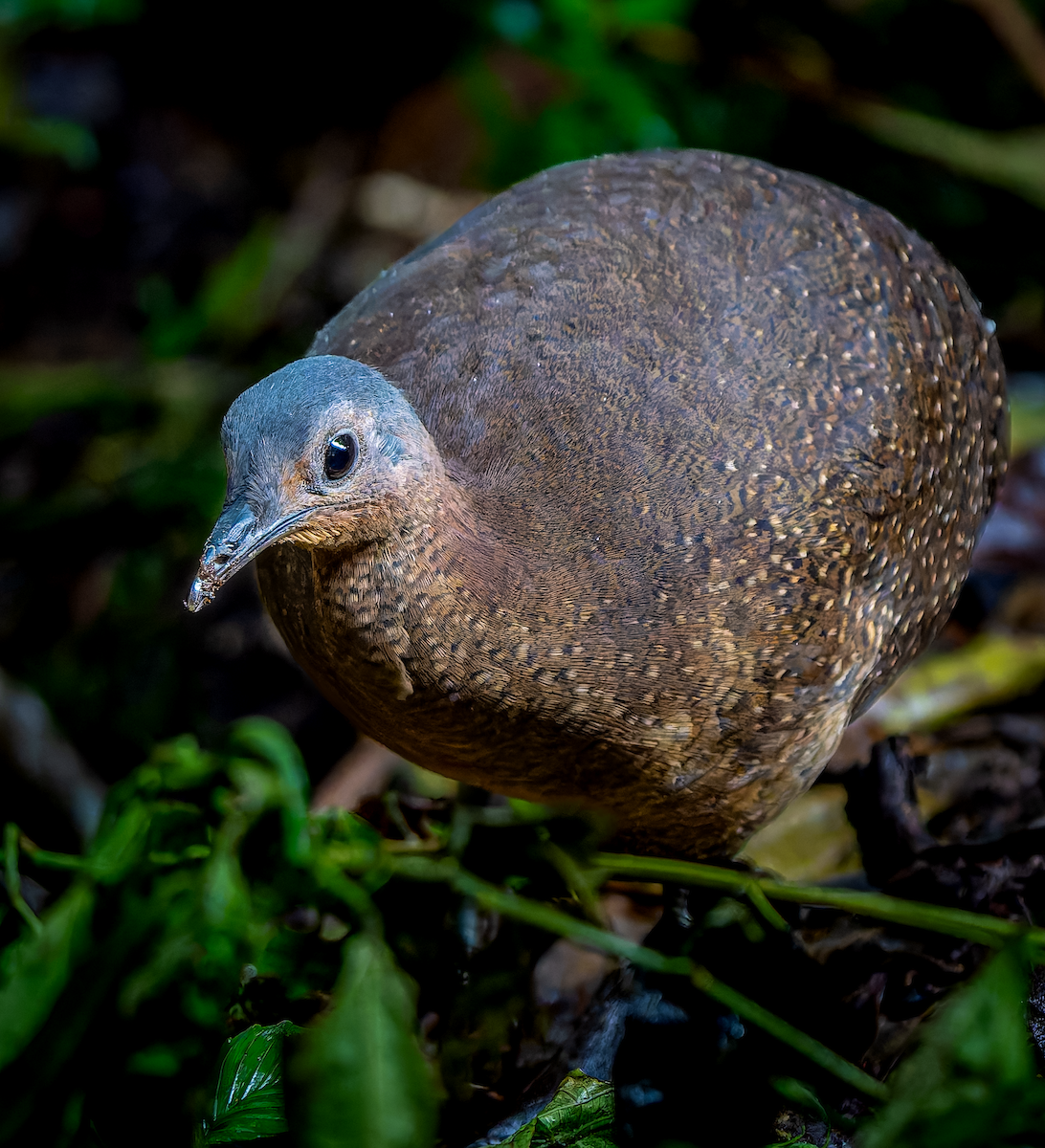 Highland Tinamou - ML630127668