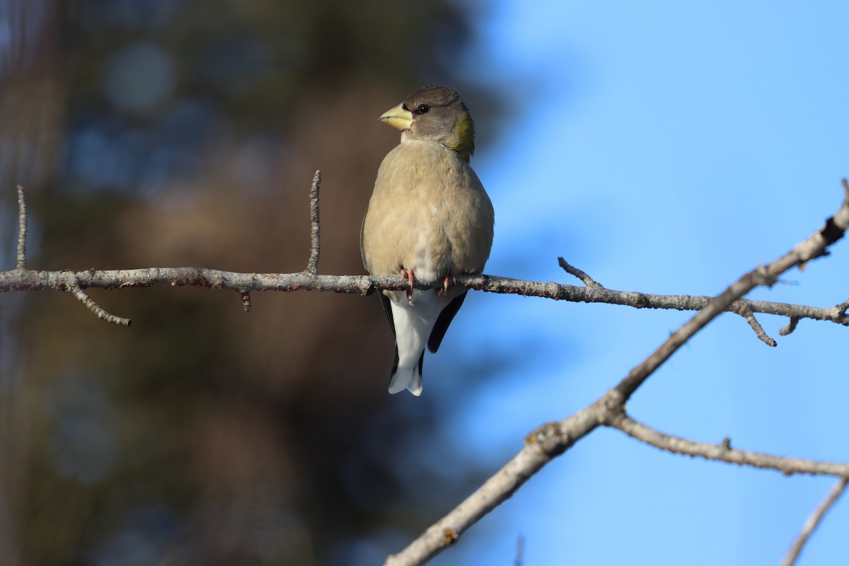 Кіпаль жовтобровий - ML630127671