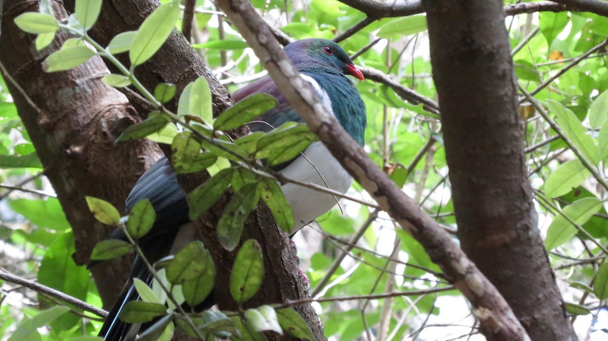 New Zealand Pigeon - ML630127689