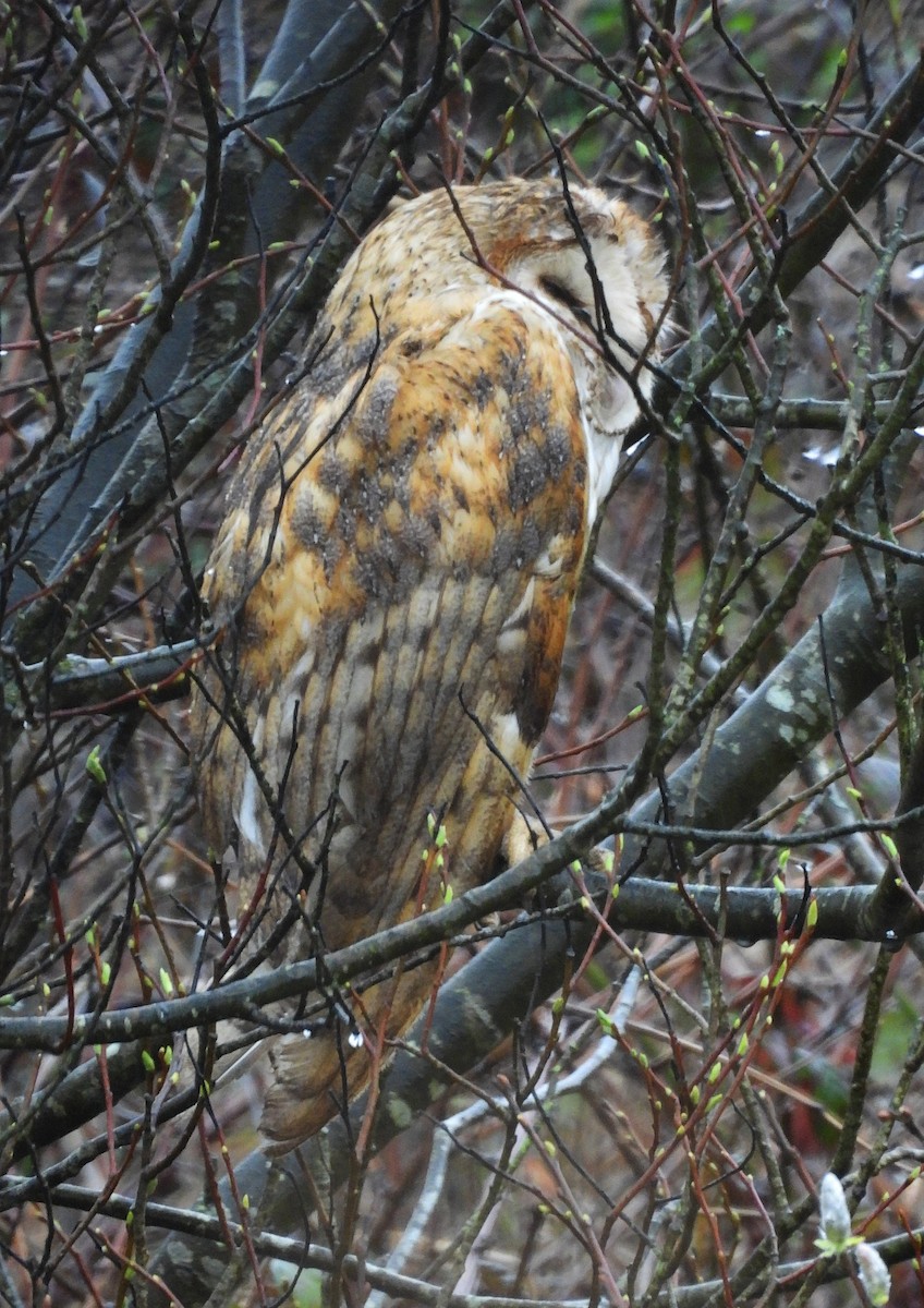 American Barn Owl - ML630127708