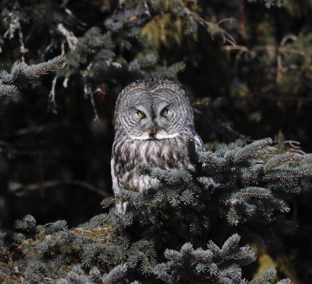 Сова бородата - ML630127739