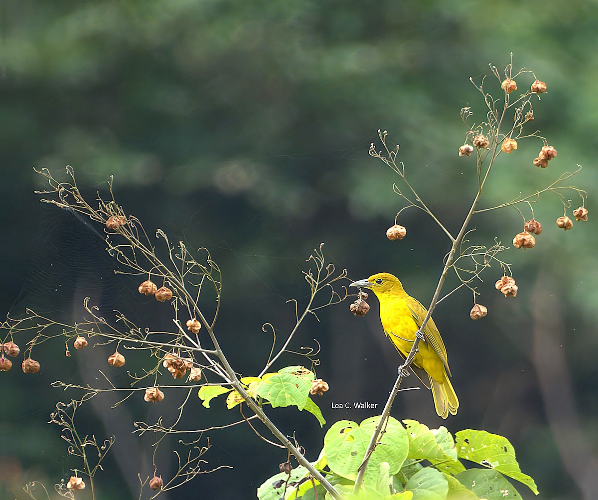 Isabela Oriole - ML630127767