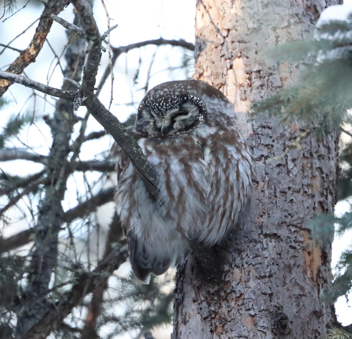 Сич волохатий - ML630127773