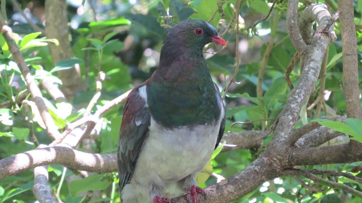 New Zealand Pigeon - ML630127825