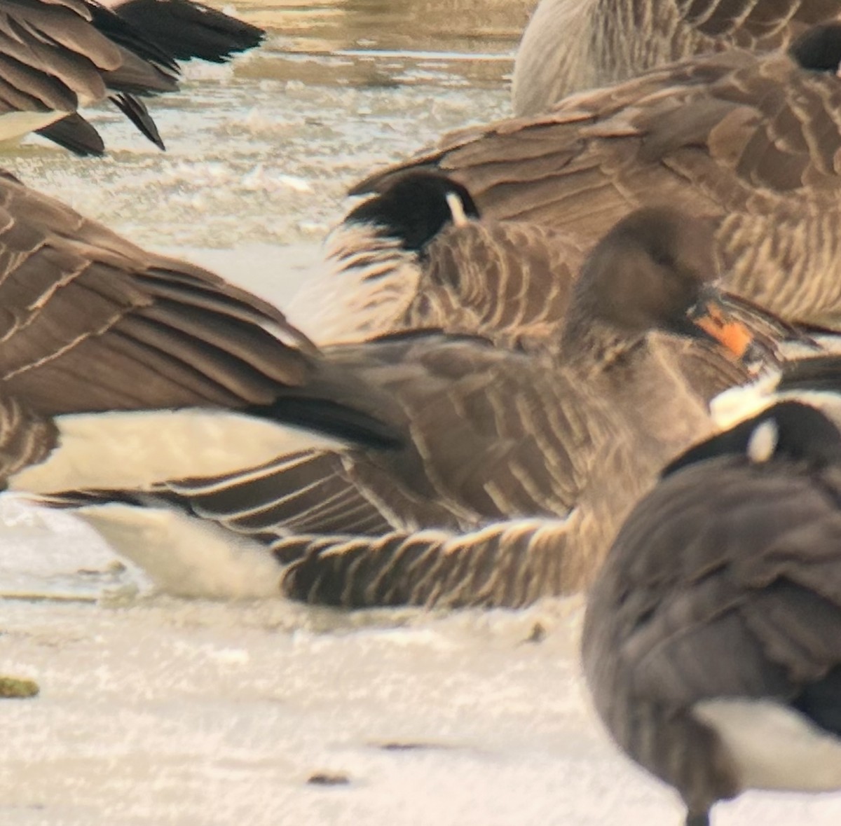 Гуменник великий - ML630127826