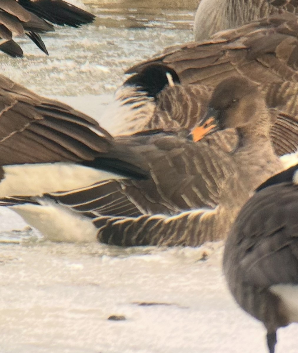 Гуменник великий - ML630127827