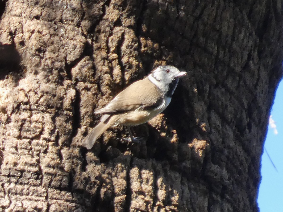 Crested Tit - ML630127903