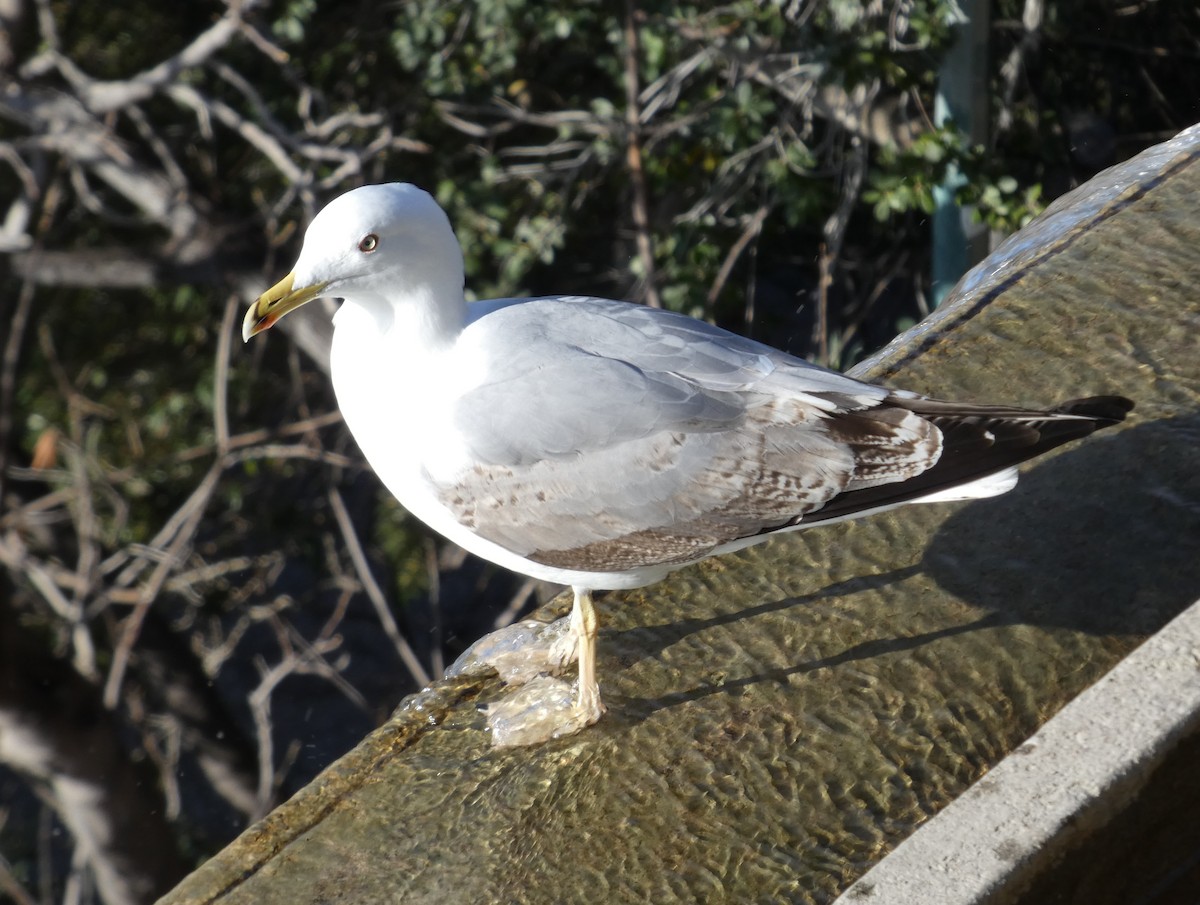 Yellow-legged Gull - ML630127906