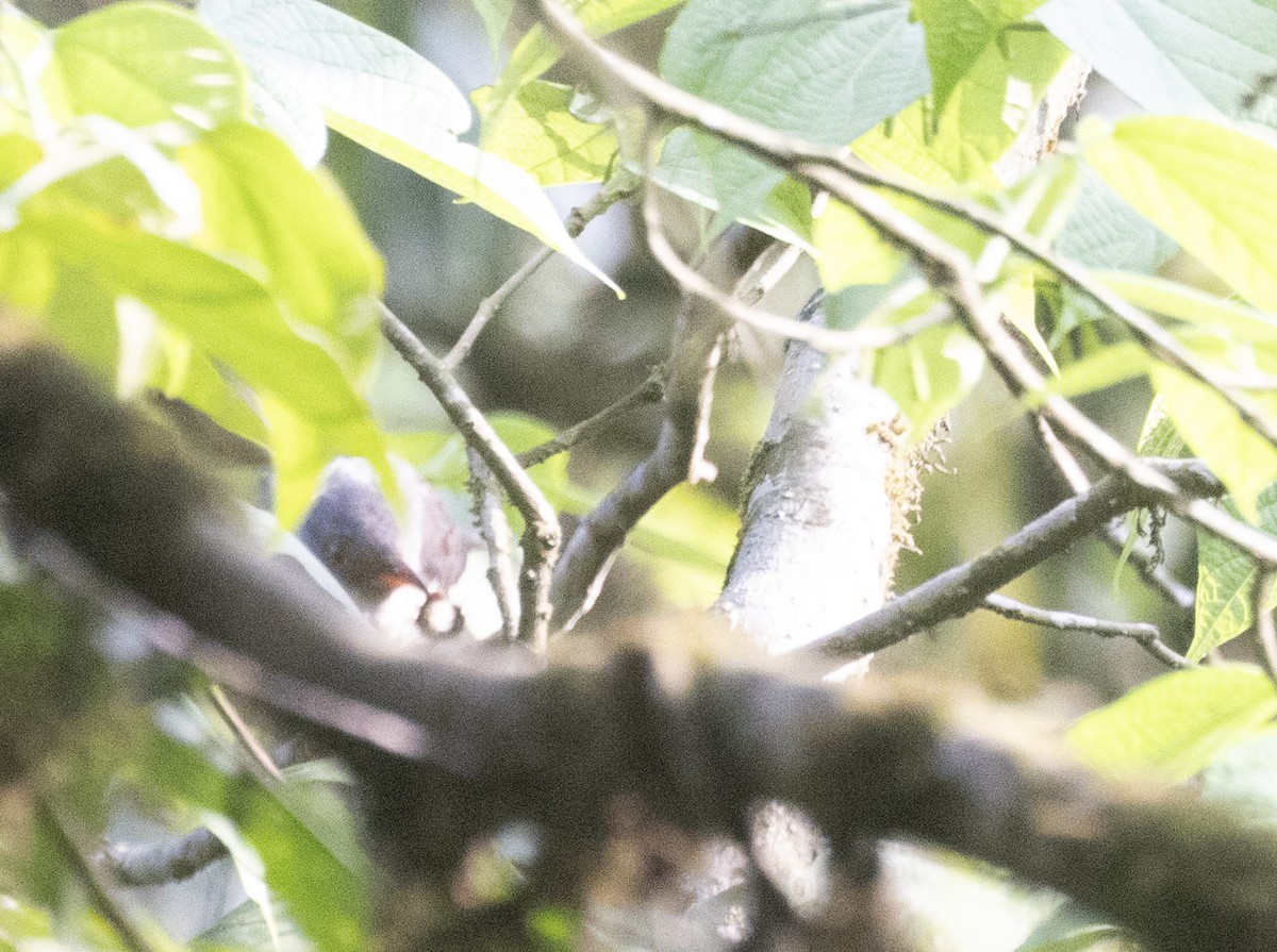 Himalayan Cuckoo - ML630128313