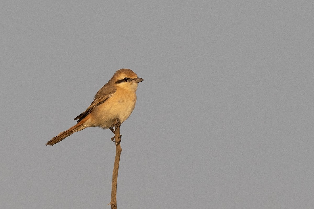 Isabelline Shrike - ML630128447