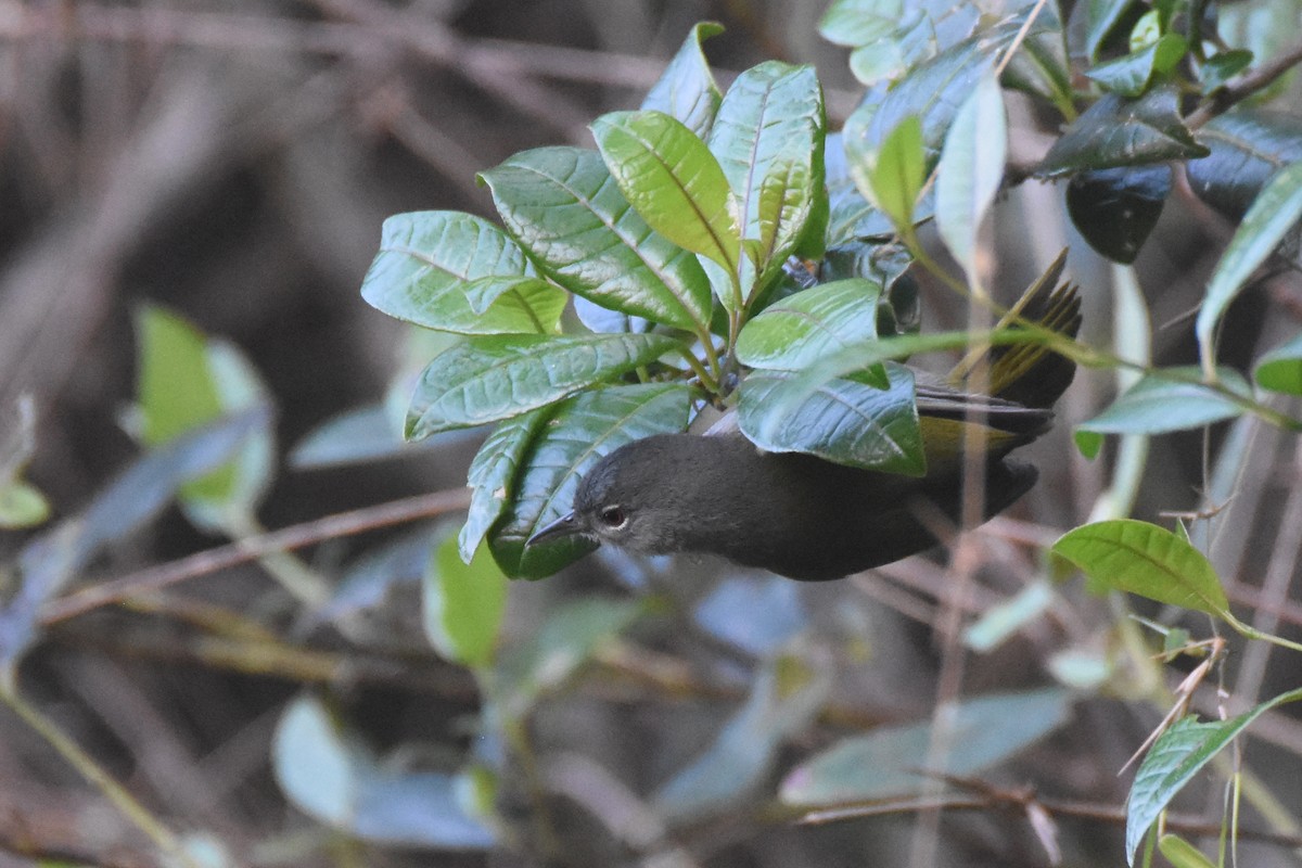 Green-tailed Warbler - ML630128453