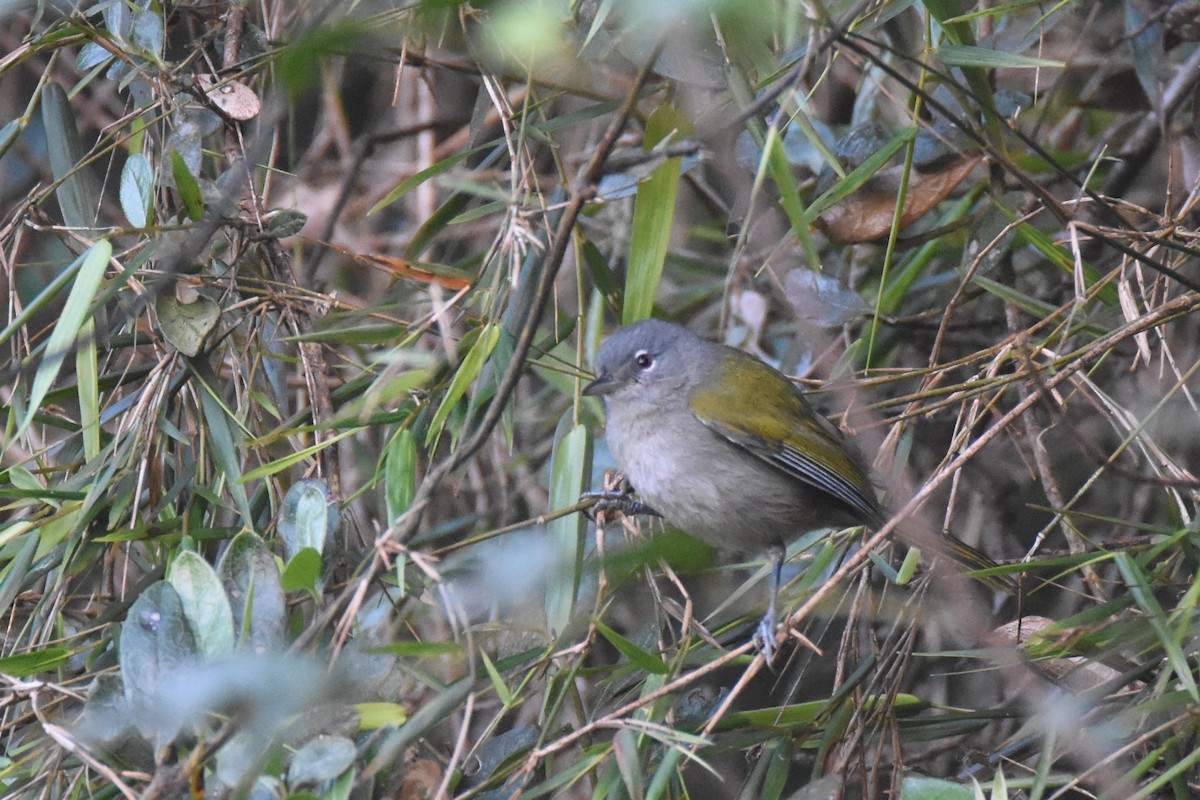 Green-tailed Warbler - ML630128454