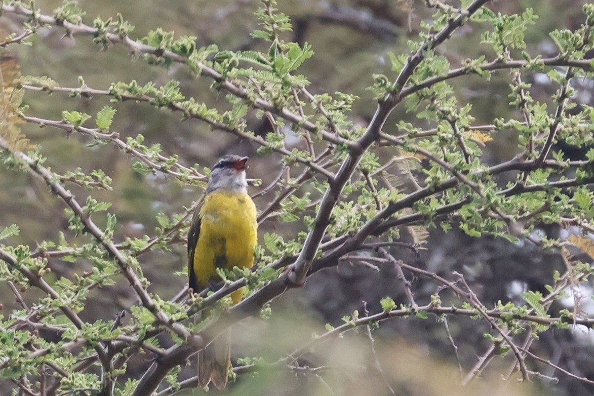 Purple-throated Cuckooshrike - ML630128475