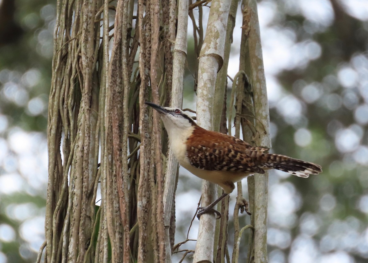 Rufous-backed Wren - ML630128630