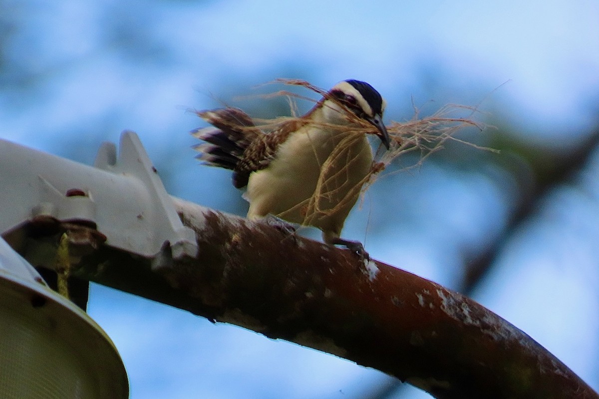 Rufous-backed Wren - ML630128631