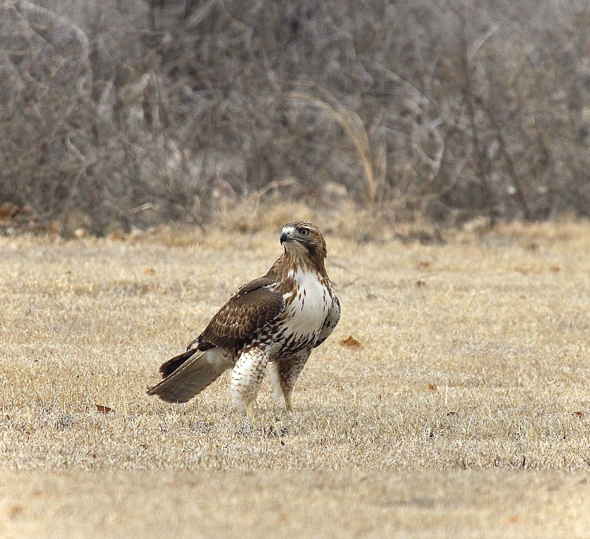 Red-tailed Hawk - ML630128758