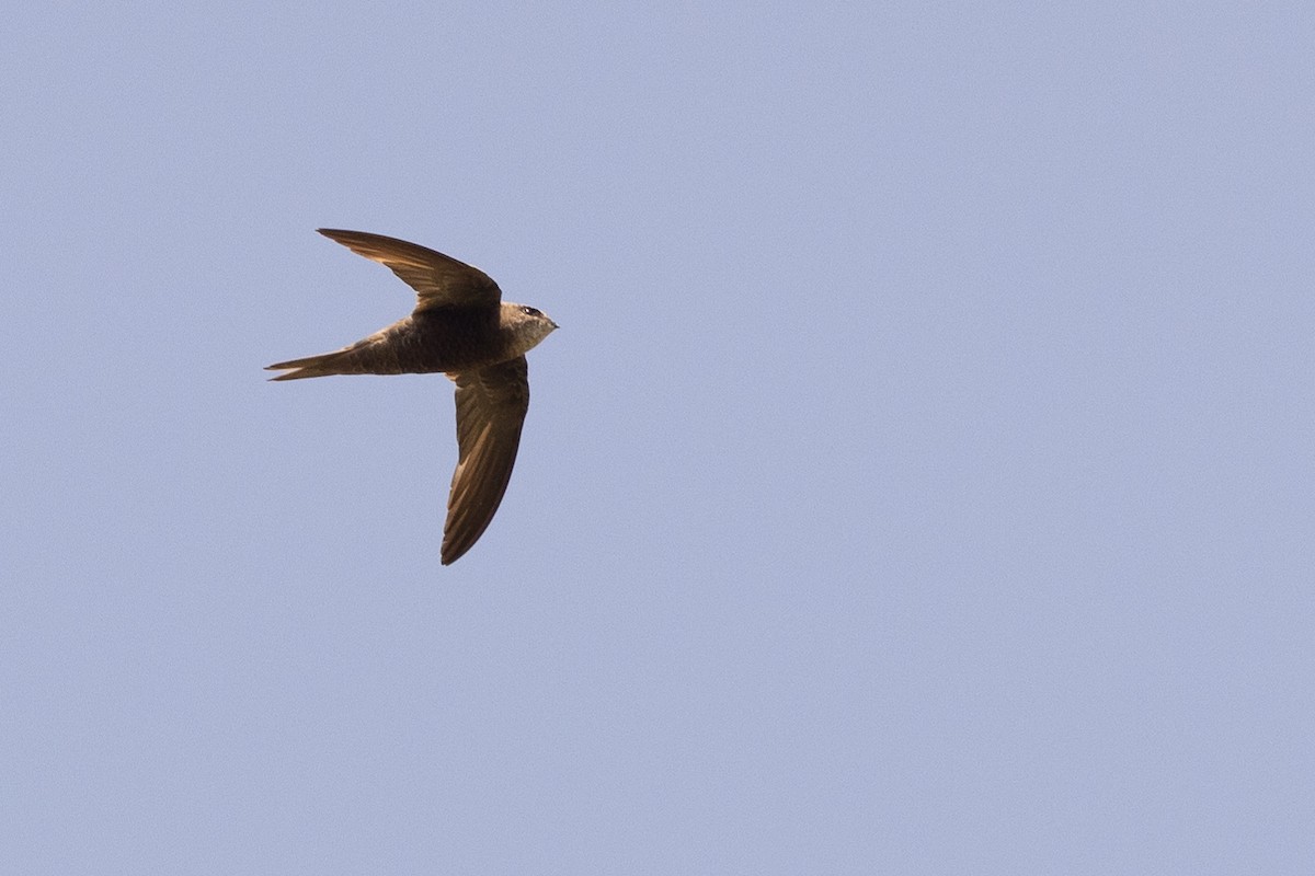 Forbes-Watson's Swift - ML630128788