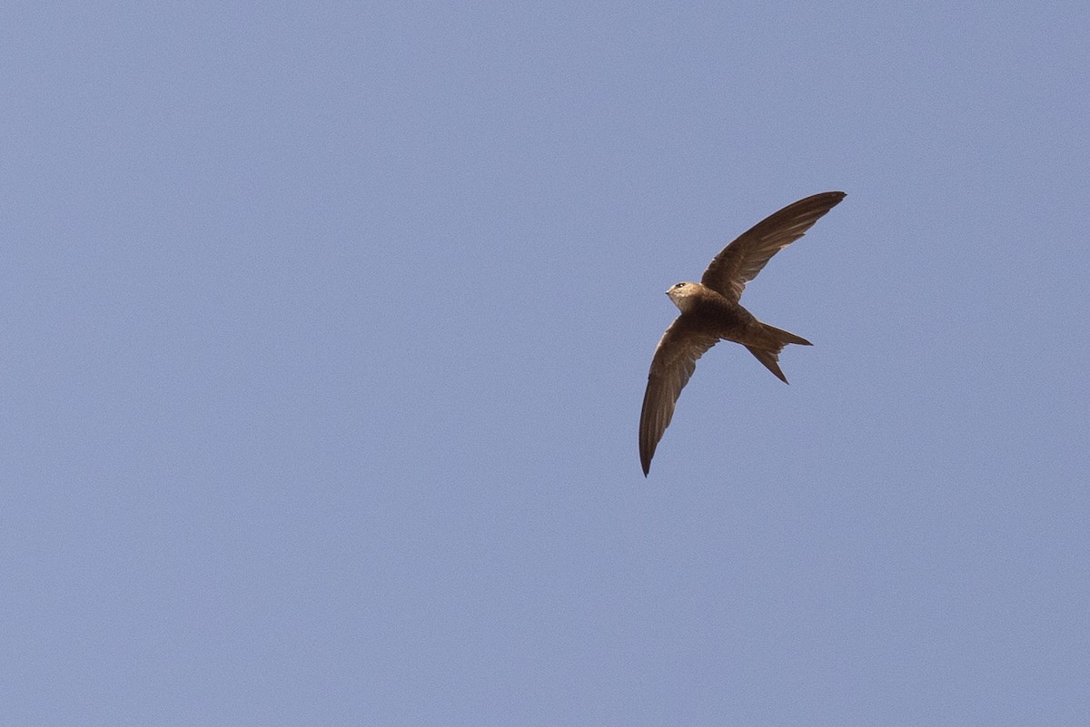 Forbes-Watson's Swift - ML630128789