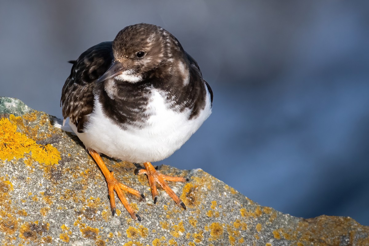 Ruddy Turnstone - ML630128823