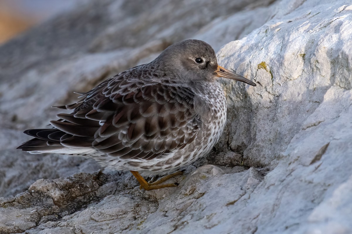Purple Sandpiper - ML630128847