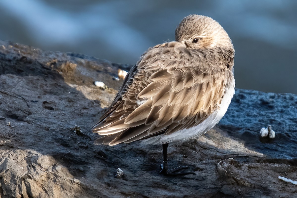 Dunlin - ML630128916