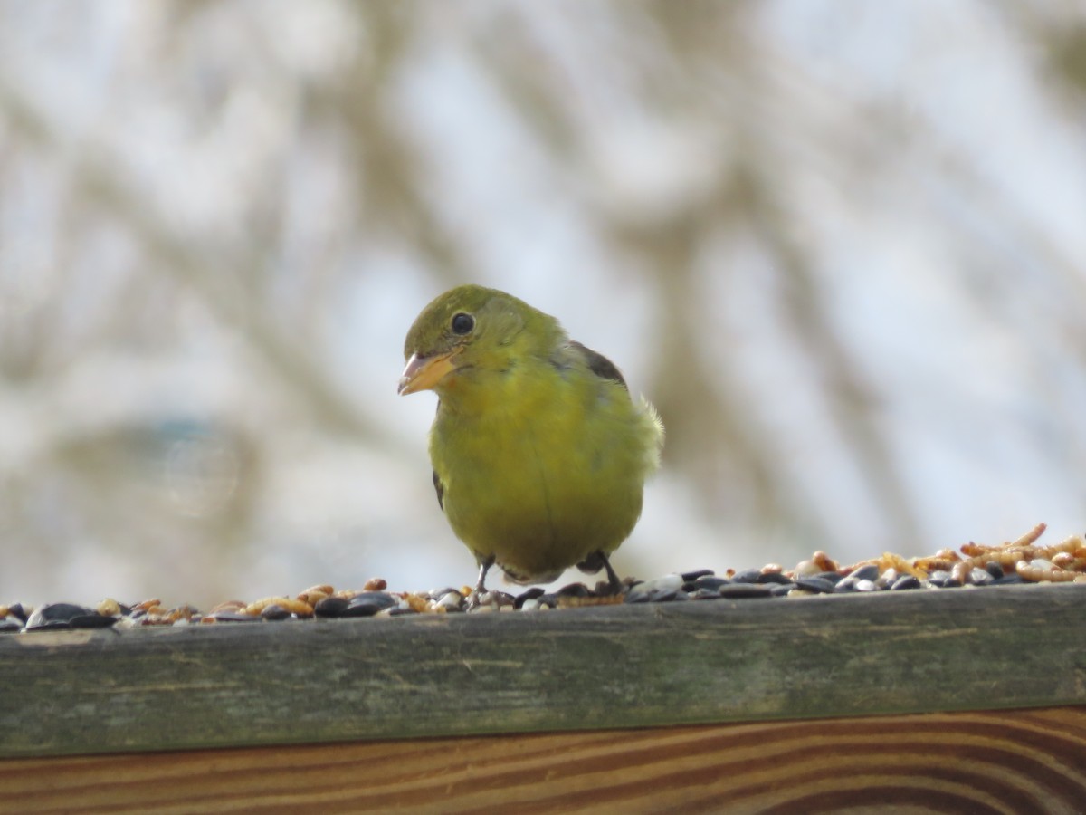 Western Tanager - ML630128933