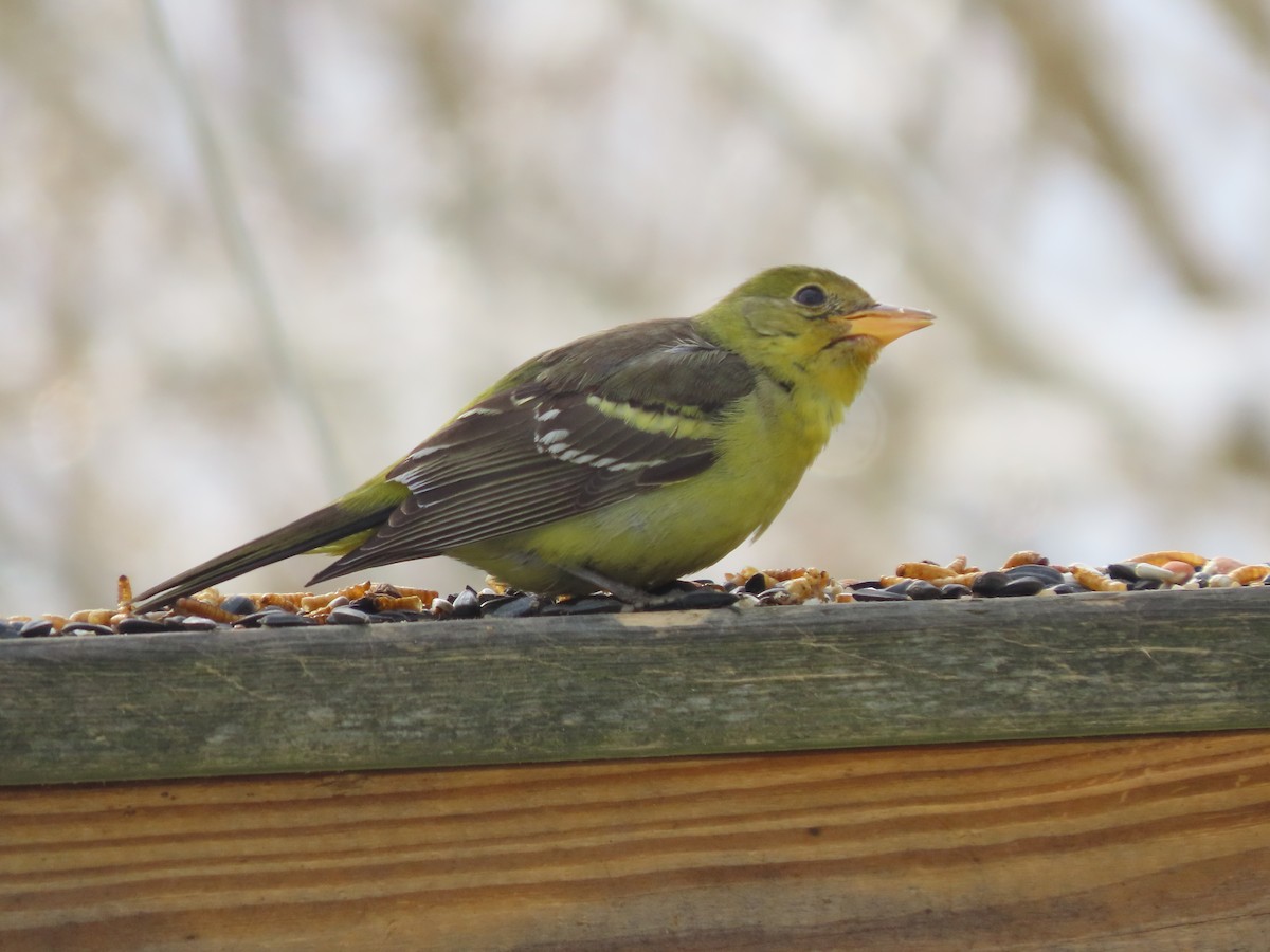 Western Tanager - ML630128934