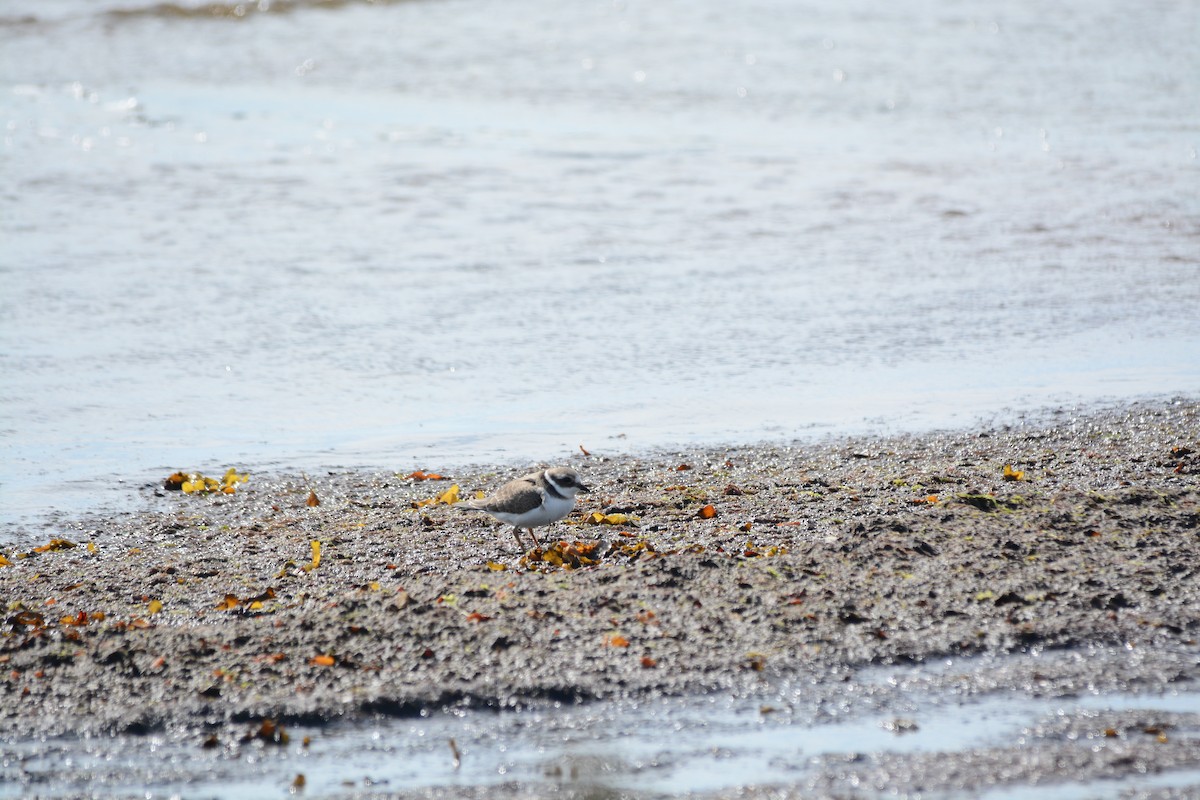 Common Ringed Plover - ML630128941