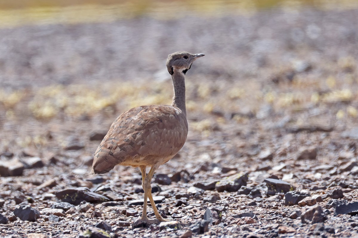 Karoo Bustard - ML630129008
