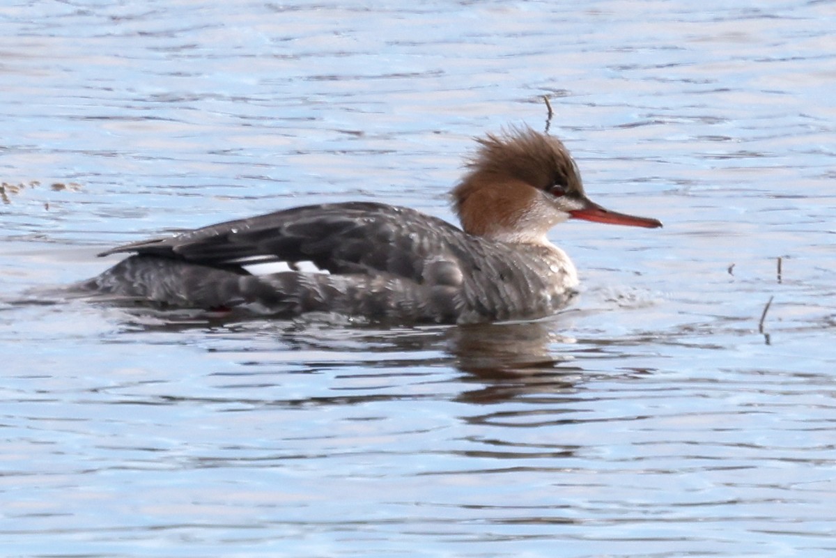Red-breasted Merganser - ML630129186