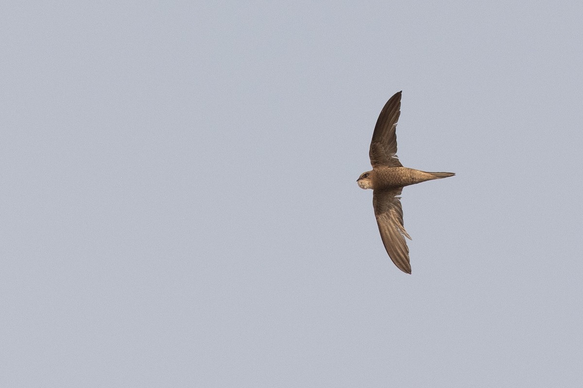 Forbes-Watson's Swift - ML630129295
