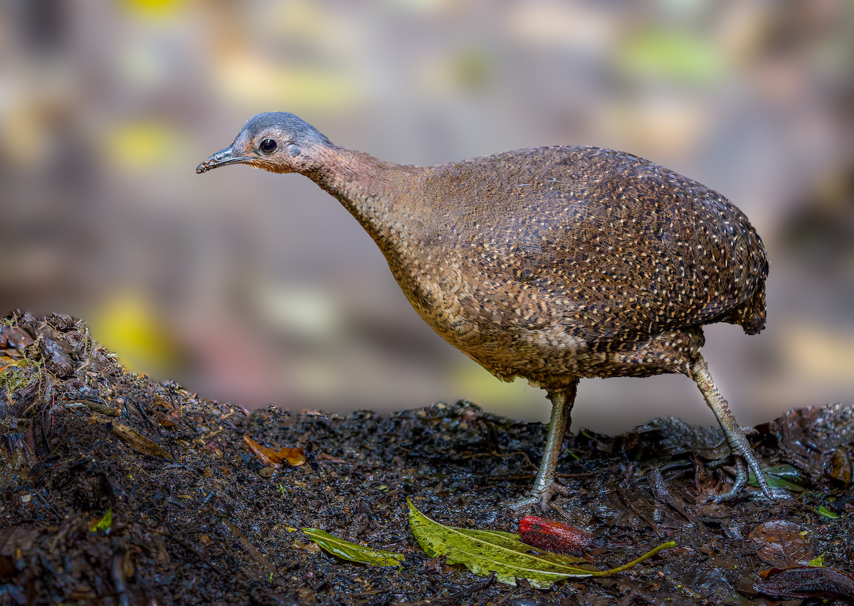 Highland Tinamou - ML630129661