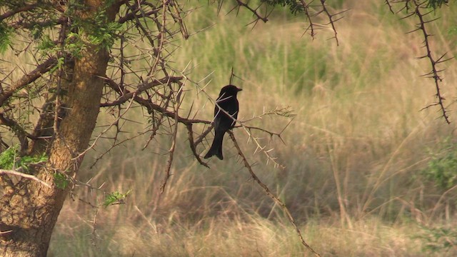 Trauerdrongo - ML630129715