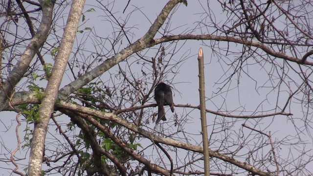 Fork-tailed Drongo - ML630129882