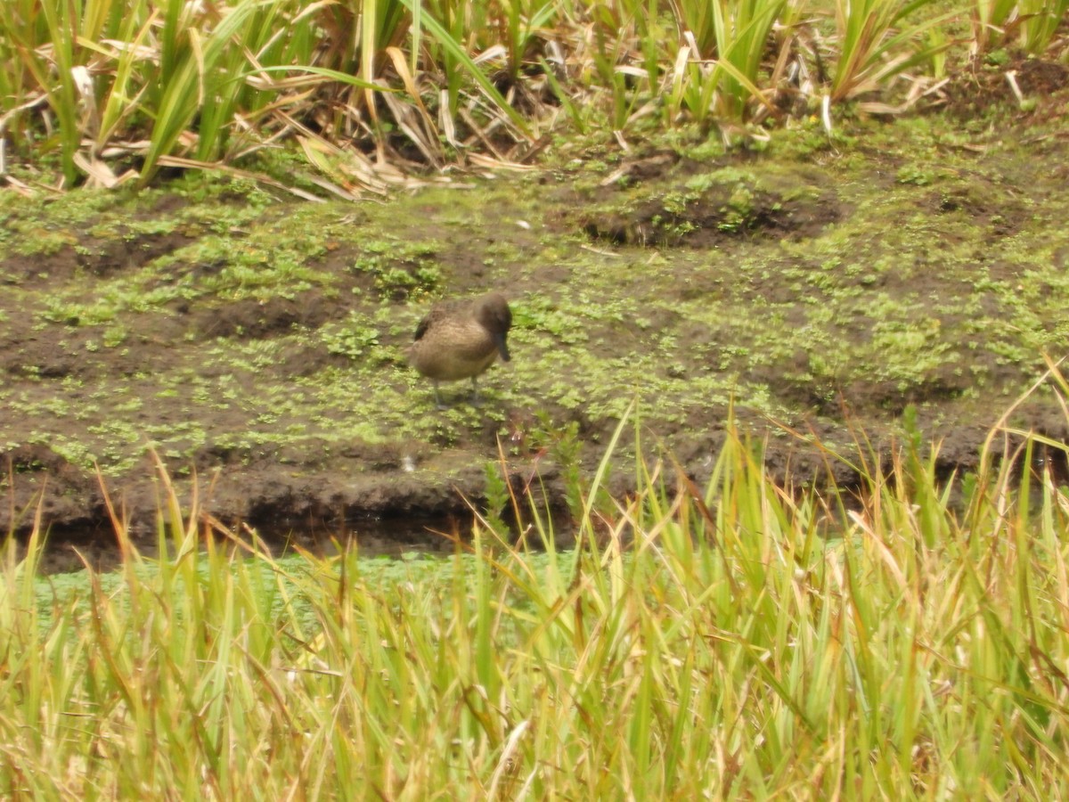 Andean Teal - ML630129948