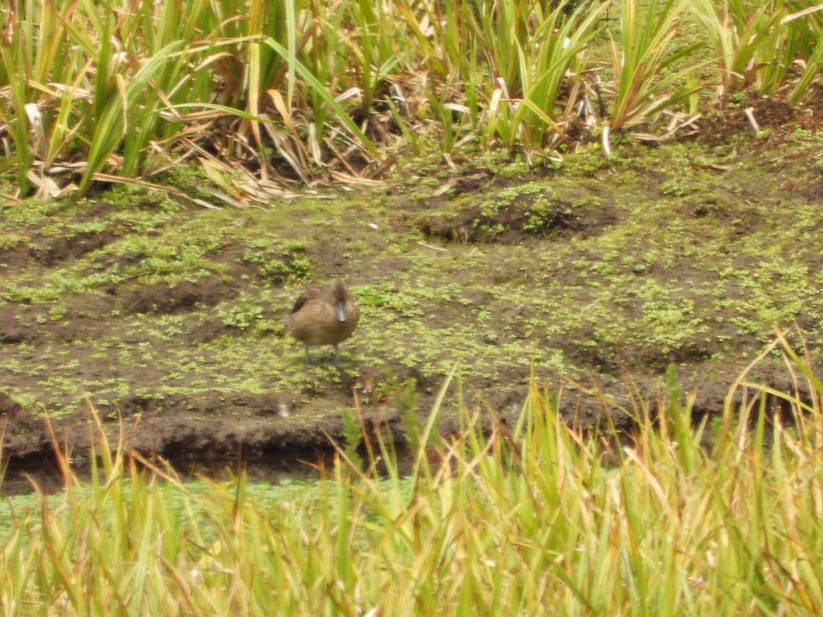 Andean Teal - ML630129949