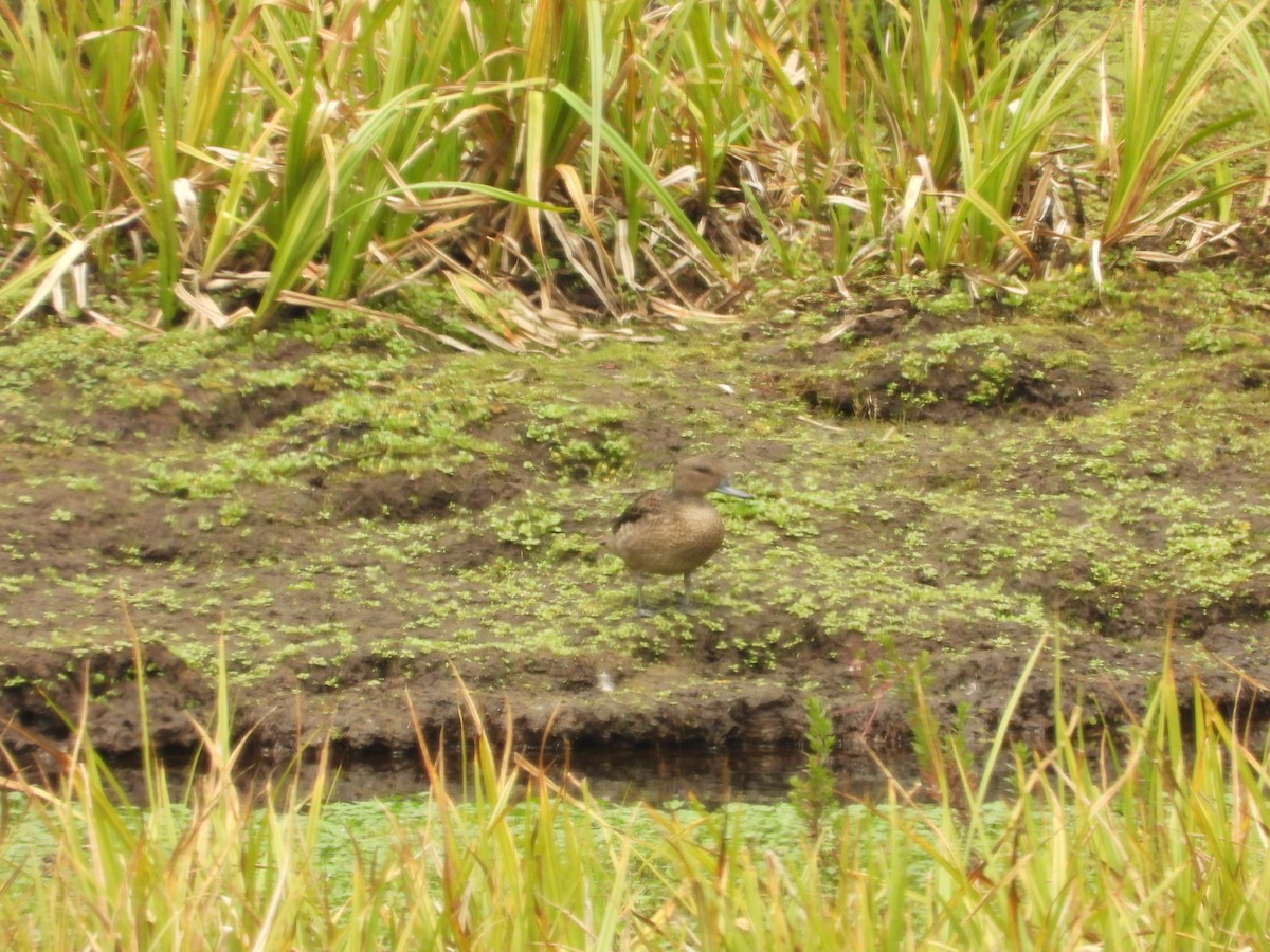 Andean Teal - ML630129950