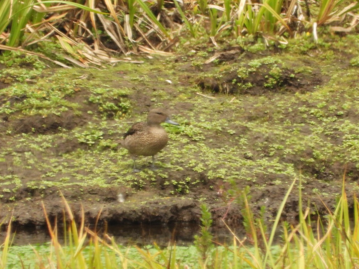 Andean Teal - ML630129951