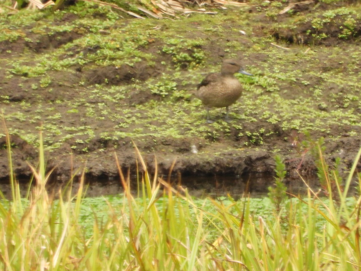 Andean Teal - ML630129953