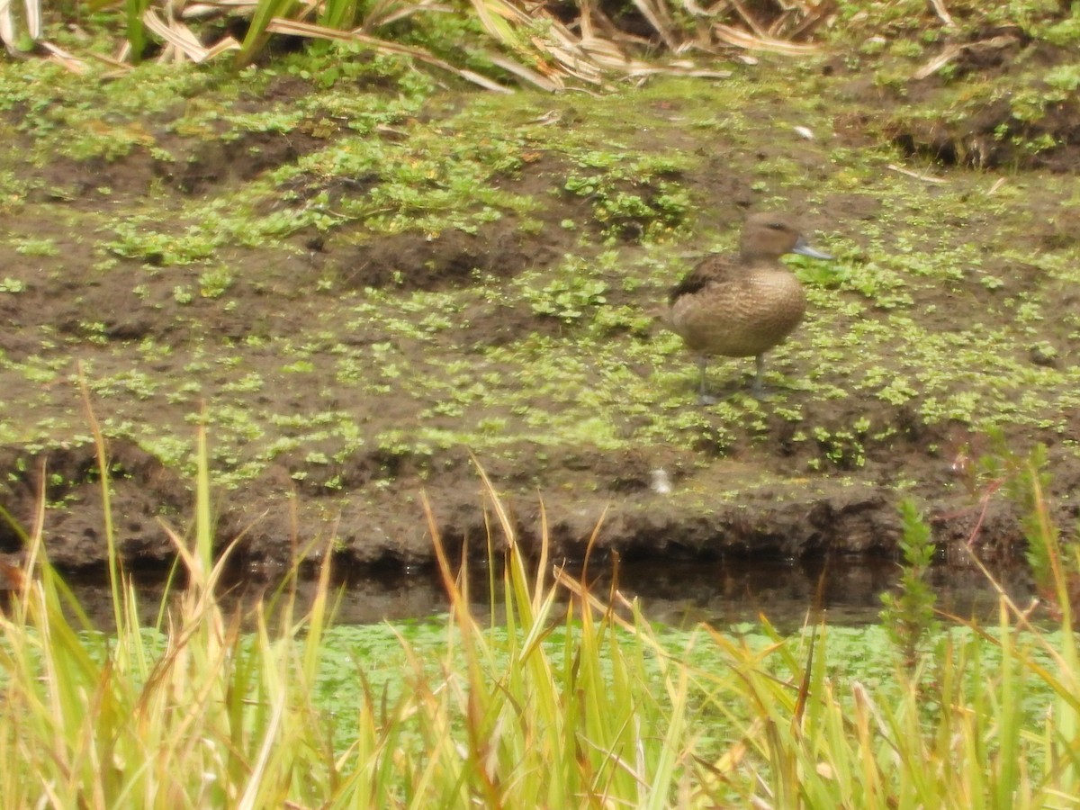 Andean Teal - ML630129954