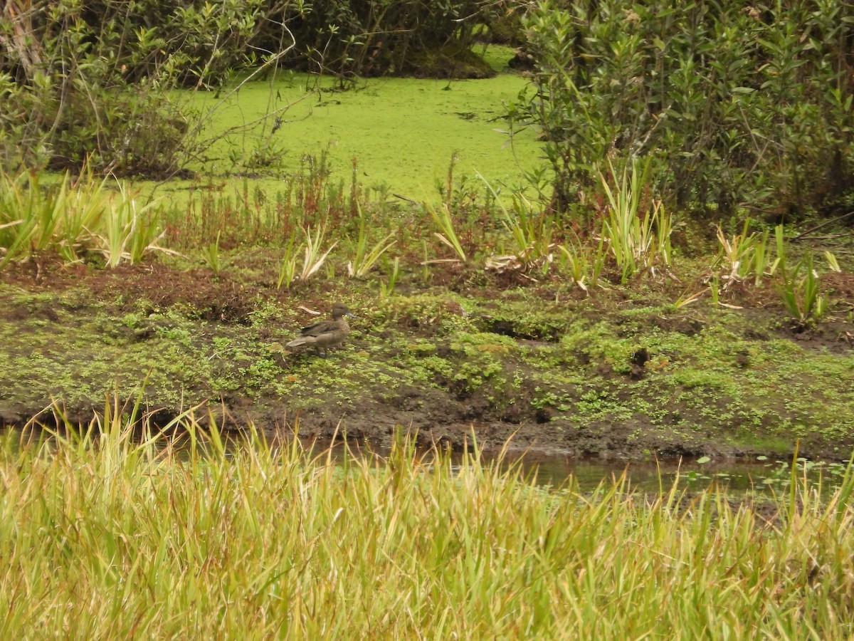 Andean Teal - ML630129960