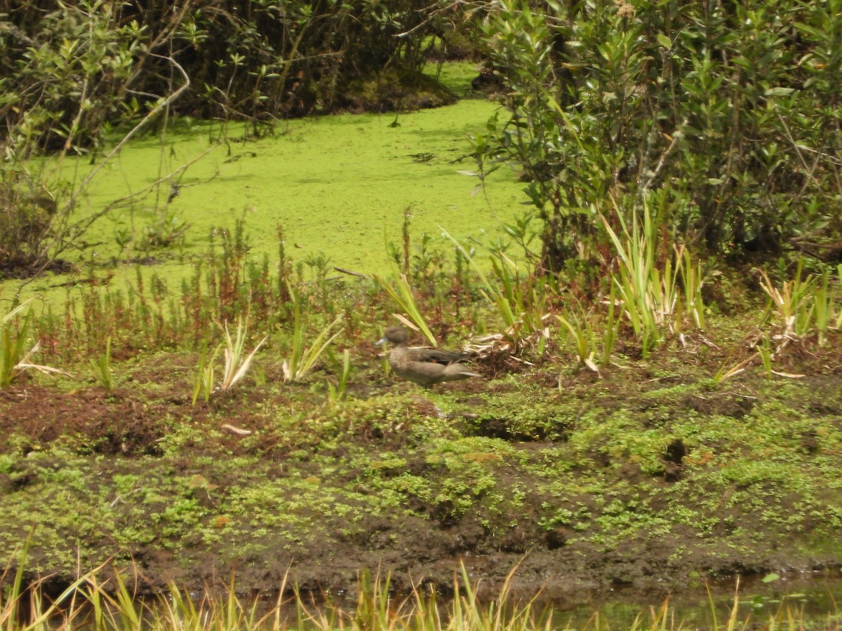 Andean Teal - ML630129964