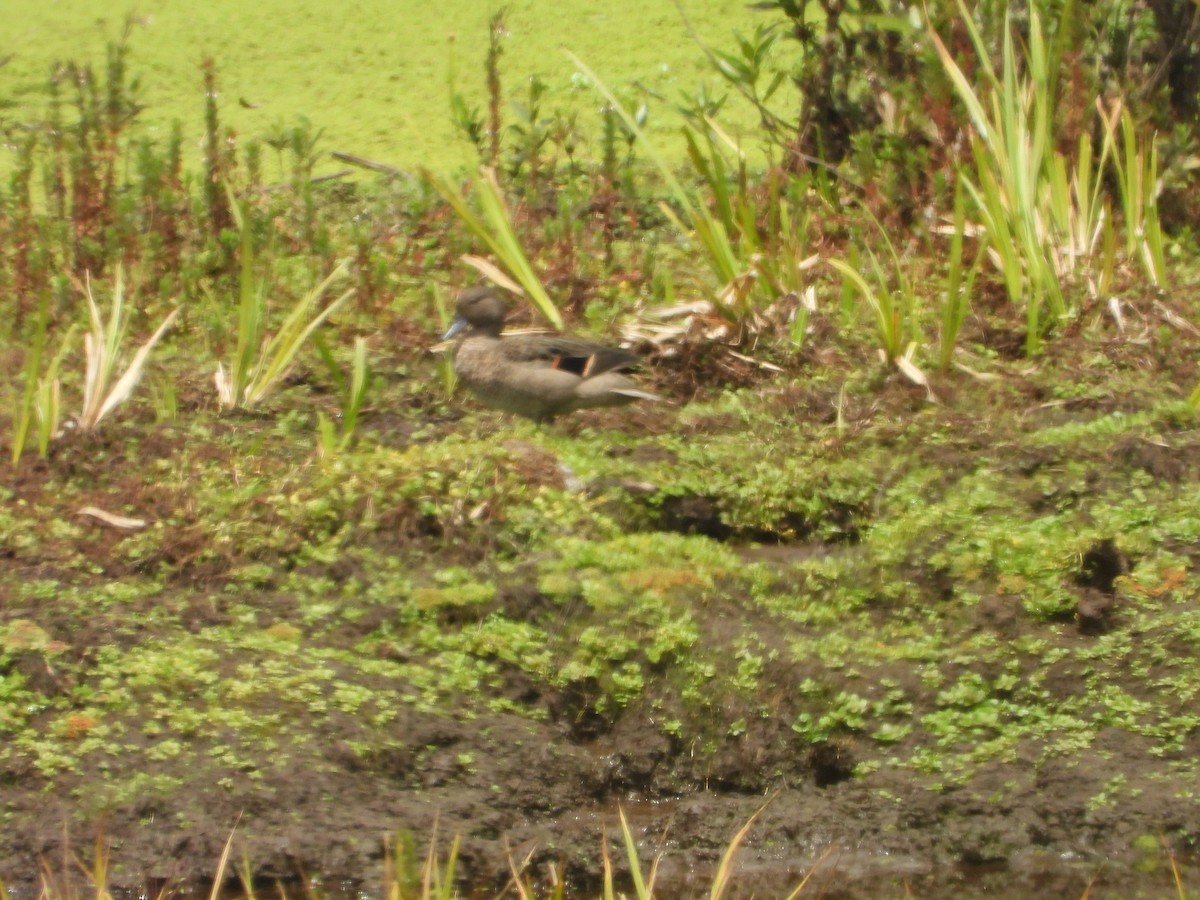 Andean Teal - ML630129966