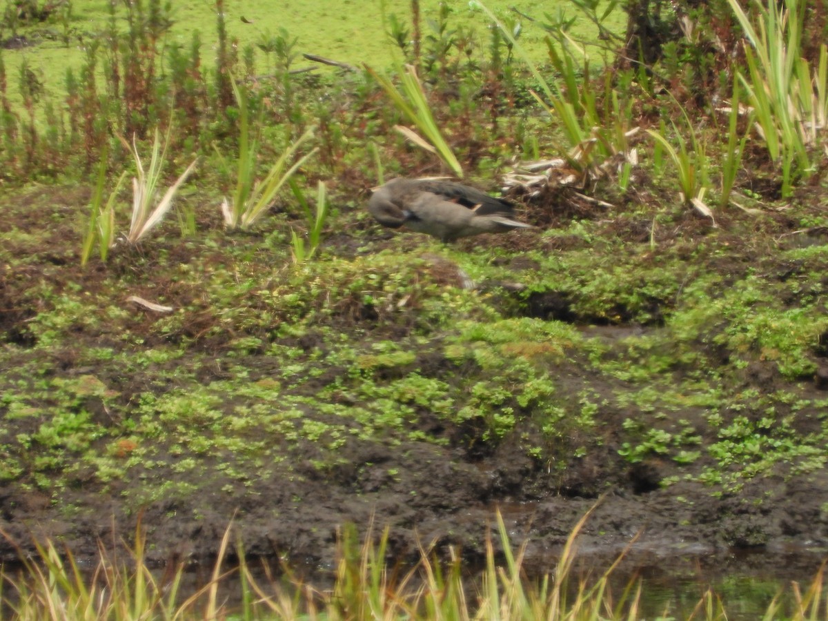 Andean Teal - ML630129967