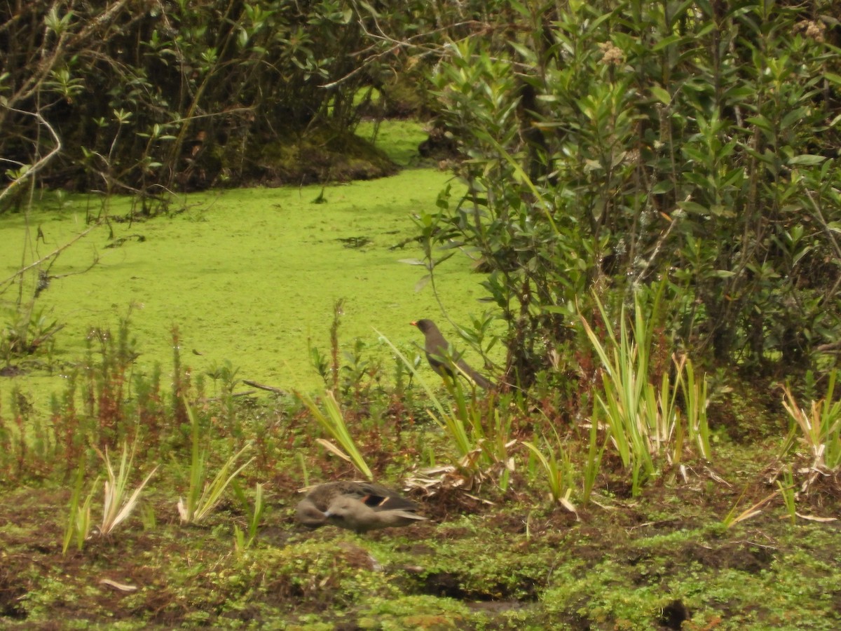 Andean Teal - ML630129970