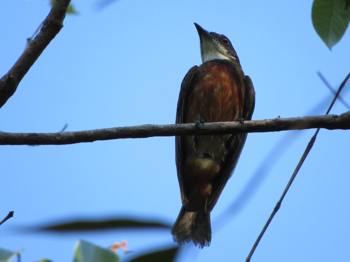 Yellow-crowned Manakin - ML630130030