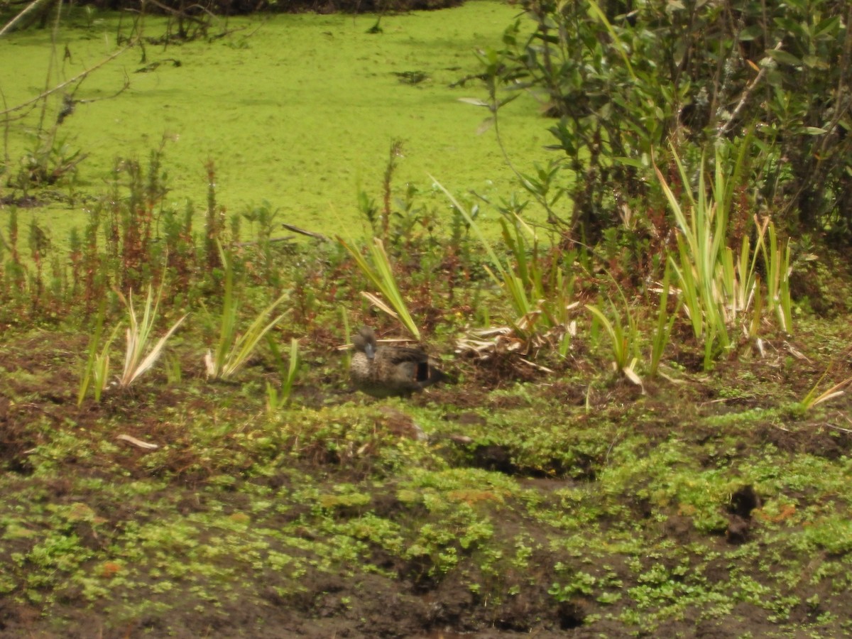 Andean Teal - ML630130095