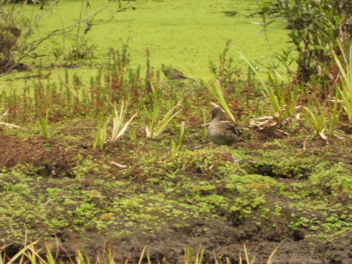 Andean Teal - ML630130096