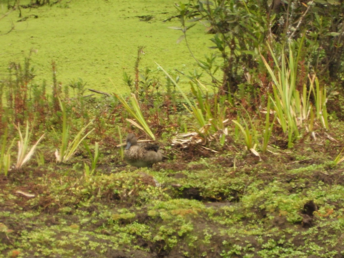 Andean Teal - ML630130097